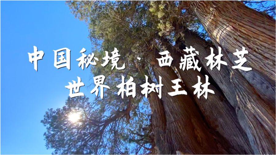 小猪佩奇跳一跳